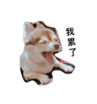 QQbabeDOG（個別スタンプ：4）