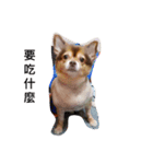 QQbabeDOG（個別スタンプ：5）