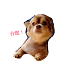 QQbabeDOG（個別スタンプ：6）