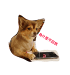 QQbabeDOG（個別スタンプ：7）