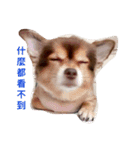 QQbabeDOG（個別スタンプ：8）