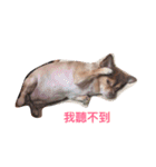 QQbabeDOG（個別スタンプ：9）