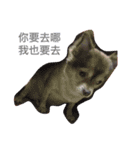 QQbabeDOG（個別スタンプ：10）