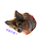 QQbabeDOG（個別スタンプ：11）