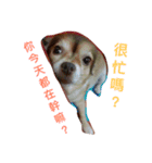 QQbabeDOG（個別スタンプ：13）