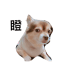 QQbabeDOG（個別スタンプ：14）