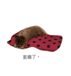 QQbabeDOG（個別スタンプ：15）
