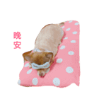 QQbabeDOG（個別スタンプ：16）