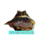 いとしのツノガエル（個別スタンプ：1）