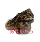 いとしのツノガエル（個別スタンプ：8）