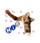 ベンガル猫＆日本猫【シンプル英語編】（個別スタンプ：6）