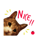 ベンガル猫＆日本猫【シンプル英語編】（個別スタンプ：15）