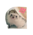 ハリネズミのもぐ（個別スタンプ：1）