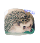 ハリネズミのもぐ（個別スタンプ：2）