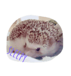 ハリネズミのもぐ（個別スタンプ：3）