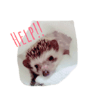 ハリネズミのもぐ（個別スタンプ：6）
