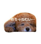アニマル特集（個別スタンプ：1）