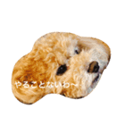 アニマル特集（個別スタンプ：2）