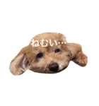 アニマル特集（個別スタンプ：3）