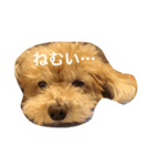 アニマル特集（個別スタンプ：4）
