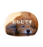 アニマル特集（個別スタンプ：5）