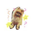 ポメラニアン大和のスタンプ（個別スタンプ：1）