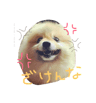 ポメラニアン大和のスタンプ（個別スタンプ：2）