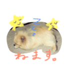 ポメラニアン大和のスタンプ（個別スタンプ：8）