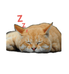 Street cats 3（個別スタンプ：1）