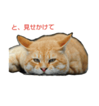 Street cats 3（個別スタンプ：2）