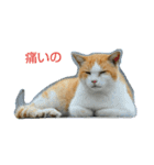 Street cats 3（個別スタンプ：3）