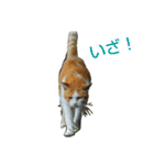 Street cats 3（個別スタンプ：4）