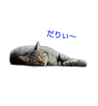 Street cats 3（個別スタンプ：5）