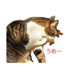 Street cats 3（個別スタンプ：6）