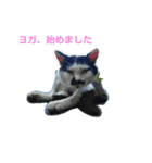 Street cats 3（個別スタンプ：7）