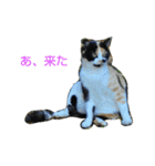 Street cats 3（個別スタンプ：8）