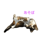 Street cats 3（個別スタンプ：9）