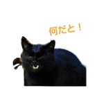 Street cats 3（個別スタンプ：10）
