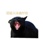 Street cats 3（個別スタンプ：11）