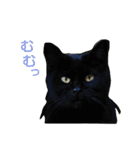 Street cats 3（個別スタンプ：14）