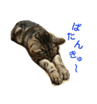 Street cats 3（個別スタンプ：15）