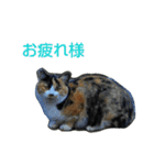 Street cats 3（個別スタンプ：16）