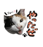わがまま みぃぼ（個別スタンプ：7）