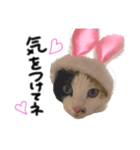 わがまま みぃぼ（個別スタンプ：8）