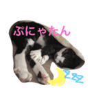 くうにゃんlove（個別スタンプ：1）