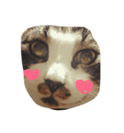くうにゃんlove（個別スタンプ：10）
