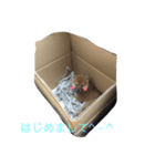 やっぱ柴でしょ❗️（個別スタンプ：1）
