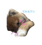 やっぱ柴でしょ❗️（個別スタンプ：4）