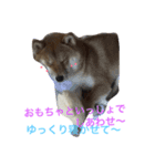やっぱ柴でしょ❗️（個別スタンプ：5）