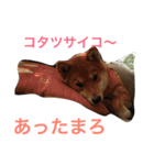 やっぱ柴でしょ❗️（個別スタンプ：6）